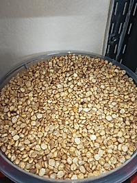 Kırık leblebi